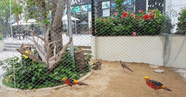 Tới FLC Sầm Sơn, chiêm ngưỡng vườn chim nhiệt đới bên bờ biển