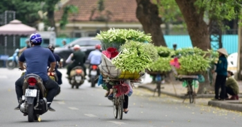 Tháng tư về, hoa loa kèn tinh khôi xuống phố Hà Nội