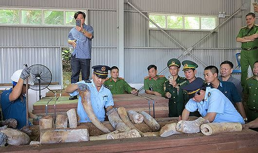 Vụ vận chuyển tr&aacute;i ph&eacute;p ng&agrave; voi ở Đ&agrave; Nẵng: Ph&oacute; Thủ tướng y&ecirc;u cầu khẩn trương điều tra