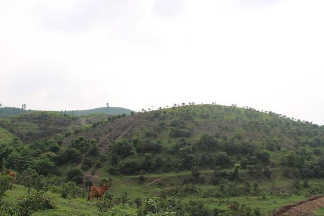 Để thực hiện dự &aacute;n, tỉnh H&agrave; Tĩnh đ&atilde; phải điều chỉnh to&agrave;n bộ diện t&iacute;ch quy hoạch ph&aacute;t triển cao su, hoa m&agrave;u, rừng sản xuất&nbsp; ở nơi n&agrave;y cũng như ở địa b&agrave;n huyện Kỳ Anh sang quy hoạch ph&aacute;t triển chăn nu&ocirc;i, trồng cỏ. H&agrave;ng trăm ha đất rừng sản xuất, đất trồng hoa m&agrave;u, trồng l&uacute;a của người d&acirc;n c&aacute;c x&atilde; ở 2 huyện tr&ecirc;n bị thu hồi giao cho C&ocirc;ng ty Cổ phần Chăn nu&ocirc;i B&igrave;nh H&agrave; thực hiện dự &aacute;n. Nếu đ&uacute;ng chủ trương đầu tư, những quả đồi n&agrave;y giờ đ&atilde; l&agrave; đồi cỏ mượt m&agrave;, l&agrave; nguồn thức ăn cho h&agrave;ng ng&agrave;n con b&ograve;... Nhưng&nbsp; hiện tại đ&acirc;y l&agrave; những quả