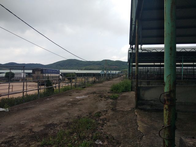 Tổng cộng c&oacute; 65 chuồng nu&ocirc;i nhốt rộng lớn được thi c&ocirc;ng bằng nh&agrave; khung m&aacute;i t&ocirc;n như thế n&agrave;y.&nbsp; Một c&aacute;n bộ th&uacute; &yacute; từng c&ocirc;ng t&aacute;c ở đ&acirc;y cho biết, c&aacute;ch đ&acirc;y 3 năm, hệ thống chuồng nu&ocirc;i nhốt n&agrave;y từng nu&ocirc;i nhốt 15.000 con b&ograve;/năm (bằng 6% so quy m&ocirc; dự &aacute;n), Cty B&igrave;nh H&agrave; vỗ b&eacute;o từ 3-4 th&aacute;ng rồi xuất b&aacute;n. Thế nhưng từ th&aacute;ng 6/2017, c&ocirc;ng ty kh&ocirc;ng nhập th&ecirc;m b&ograve;. Đầu năm 2018 số b&ograve; c&ograve;n khoảng 500 con v&agrave; đến nay 65 chuồng trại n&agrave;y kh&ocirc;ng c&ograve;n bất kỳ một con b&ograve; n&agrave;o.&nbsp;.