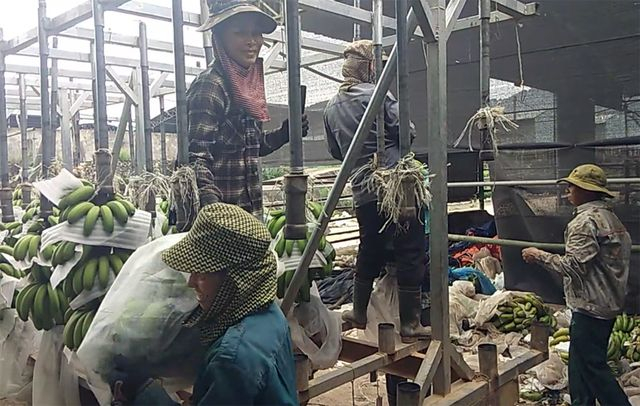 Hơn 200ha chuối đang ph&aacute;t triển của Cty B&ograve; B&igrave;nh H&agrave; được xem l&agrave; &ldquo;kỳ vọng&rdquo; duy nhất c&ograve;n lại trong &ldquo;si&ecirc;u&rdquo; dự &aacute;n. Bởi sau gần 4 năm đi v&agrave;o hoạt động kh&ocirc;ng mang lại hiệu quả, to&agrave;n bộ số b&ograve; trong trang trại đ&atilde; được b&aacute;n th&aacute;o. T&agrave;i sản, xe cộ đ&atilde; bị ng&acirc;n h&agrave;ng đến kiểm k&ecirc;, ni&ecirc;m phong. Tuy nhi&ecirc;n, với t&igrave;nh cảnh hiện tại&nbsp; sự &ldquo;kỳ vọng&rdquo; duy nhất n&agrave;y cũng kh&oacute; l&ograve;ng gi&uacute;p c&ocirc;ng ty trụ được. Theo một c&ocirc;ng nh&acirc;n đang đ&oacute;ng chuối ở đ&acirc;y, với mức xuất b&aacute;n 3000 đồng/kg chuối thương phẩm, nguồn thu từ chuối kh&ocirc;ng đủ để trả cho hơn 100 con người đang b&aacute;m trụ ở đ&acirc;y.