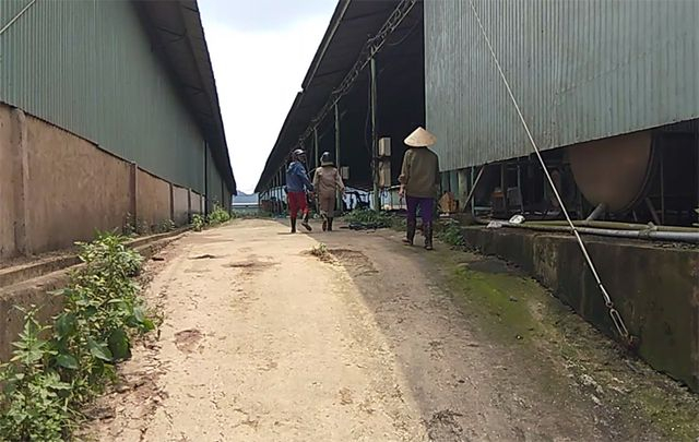 Theo nhiều c&ocirc;ng nh&acirc;n ở C&ocirc;ng ty chăn nu&ocirc;i b&ograve; B&igrave;nh H&agrave;, hầu hết c&ocirc;ng nh&acirc;n b&aacute;m trụ ở đ&acirc;y l&agrave; lao động thời vụ, số kh&aacute;c