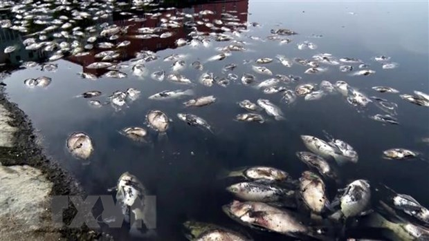 C&aacute; chết nổi h&agrave;ng loạt. Ảnh minh họa. (Ảnh: T&aacute; Chuy&ecirc;n/TTXVN)