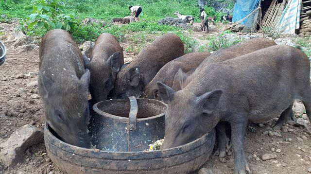 Bộ trưởng, Chủ nhiệm Văn ph&ograve;ng Ch&iacute;nh phủ y&ecirc;u cầu Bộ NN&amp;amp;amp;PTNT bỏ quy định