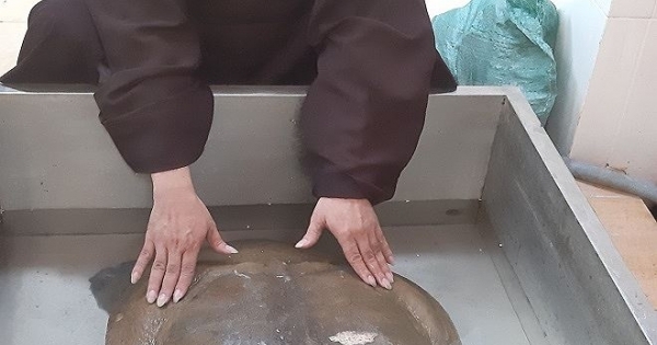 Hiến tặng cua đinh khổng lồ vào chùa