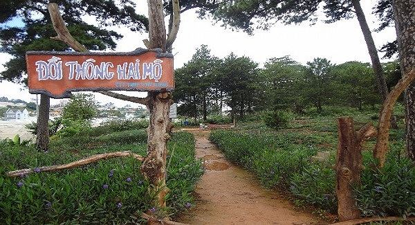 Đồi Th&ocirc;ng Hai Mộ