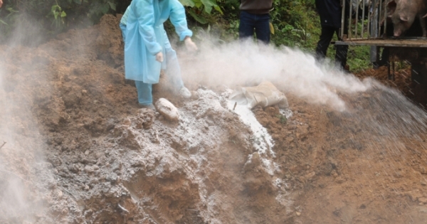 Lào Cai: Bắt giữ và tiêu hủy hơn 2 tấn lợn không rõ nguồn gốc