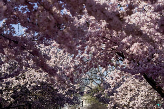 Hoa anh đ&agrave;o nở rộ tại T&ograve;a nh&agrave; Quốc hội Hoa Kỳ Washington.
