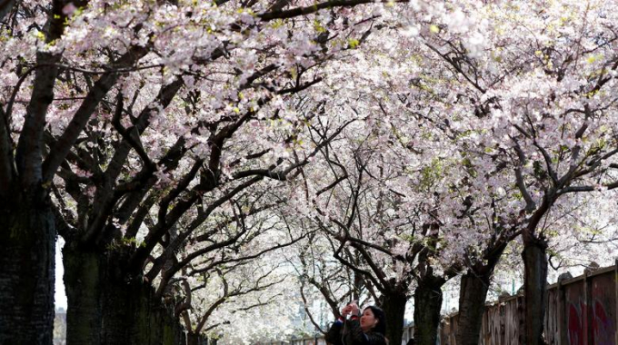 Hoa anh đ&agrave;o thường nở v&agrave;o giai đoạn từ th&aacute;ng 3 đến th&aacute;ng 5, t&ugrave;y v&agrave;o thời tiết, nhưng giai đoạn nở rộ nhất l&agrave; cuối th&aacute;ng 3, đầu th&aacute;ng 4.