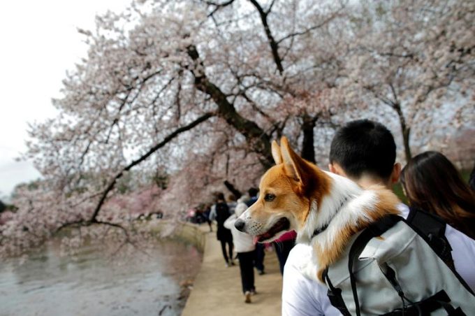 Những ng&agrave;y n&agrave;y, du kh&aacute;ch thường rủ nhau tới c&aacute;c con đường nở rộ anh đ&agrave;o để chương ngưỡng, chụp ảnh.