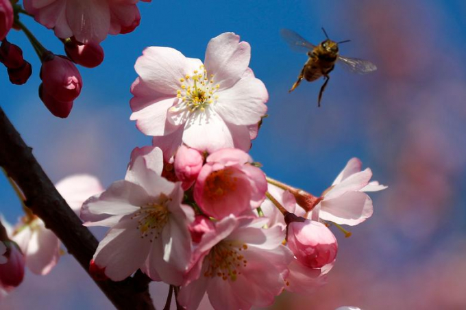 Chi&ecirc;m ngưỡng sắc hoa anh đ&agrave;o đẹp h&uacute;t hồn từ Tokyo tới Mỹ