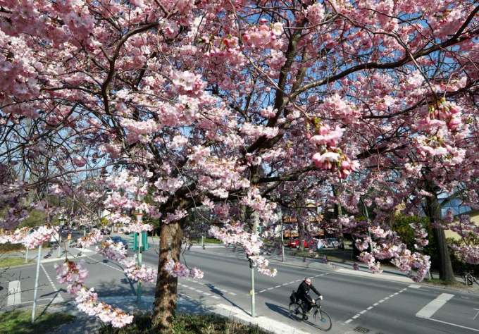 Hoa anh đ&agrave;o thi nhau khoe sắc dưới &aacute;nh nắng mặt trời tại&nbsp;Berlin, Đức