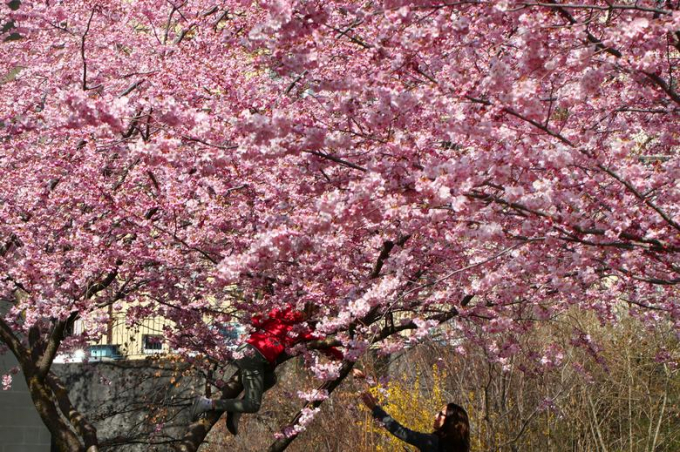 Du kh&aacute;ch tới chi&ecirc;m ngưỡng, chụp ảnh c&ugrave;ng hoa.