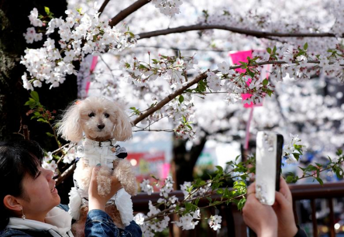 Chi&ecirc;m ngưỡng sắc hoa anh đ&agrave;o đẹp h&uacute;t hồn từ Tokyo tới Mỹ