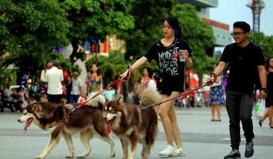 Chó thả rông cắn người, chủ phải chịu trách nhiệm thế nào?