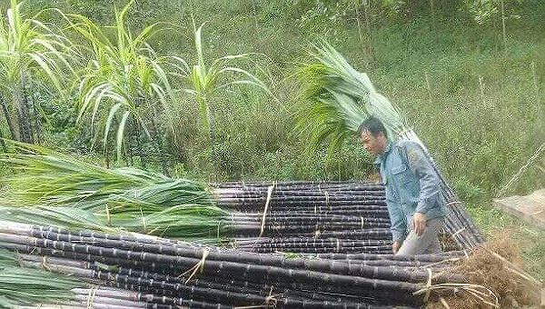 Ng&agrave;nh m&iacute;a đường đang t&igrave;m hướng đi mới để vượt qua &ldquo;cơn b&atilde;o&rdquo; kh&oacute; khăn.