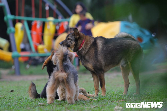 Hầu hết chủ vật nu&ocirc;i đều chủ quan, lấy l&yacute; do ch&oacute; nh&agrave; m&igrave;nh hiền, &iacute;t c&oacute; khả năng g&acirc;y nguy hiểm n&ecirc;n kh&ocirc;ng cần rọ m&otilde;m hoặc đeo x&iacute;ch m&agrave; thả r&ocirc;ng.