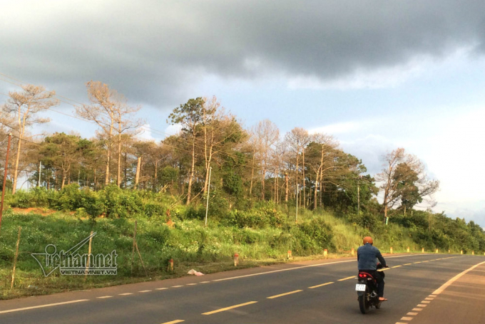 &Ocirc;ng Sơn được cấp h&agrave;ng chục ha đất tại x&atilde; Trường Xu&acirc;n (huyện Đắk Song, Đắk N&ocirc;ng) tr&aacute;i quy định