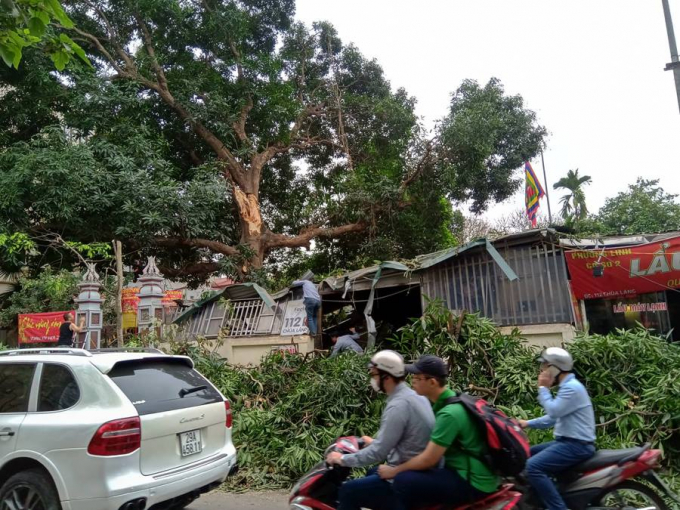 Th&acirc;n c&acirc;y lớn đổ khiến nhiều người v&ocirc; c&ugrave;ng hoảng hốt.