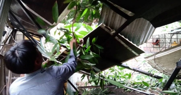 Hà Nội: Thân cây lớn đổ vào quán ăn, nhiều người hoảng hốt