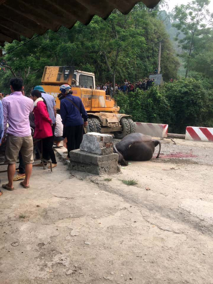 X&aacute;c những con tr&acirc;u bị nạn đ&atilde; được vớt l&ecirc;n cầu.