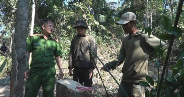 Đắk Lắk: Bắt nhóm đối tượng đang đưa gỗ ra khỏi rừng