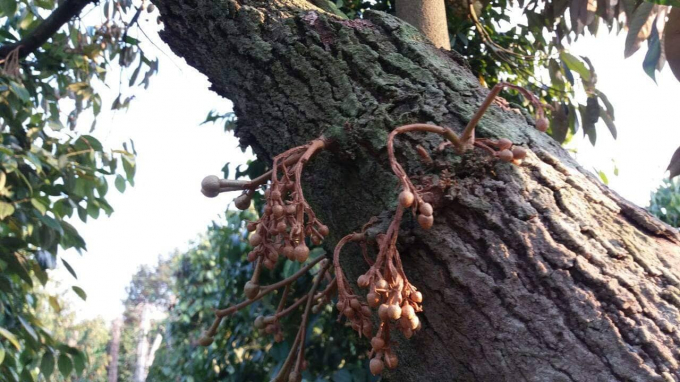 Sầu ri&ecirc;ng trong vườn nh&agrave; &ocirc;ng Lợi bị đầu độc, quả non bị ch&aacute;y v&agrave; kh&ocirc; tr&ecirc;n c&acirc;y.