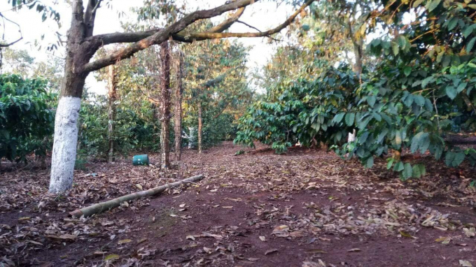 L&aacute; bị ch&aacute;y v&agrave; rụng khắp vườn.