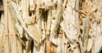 Hộp xốp làm từ bã mía thân thiện với môi trường