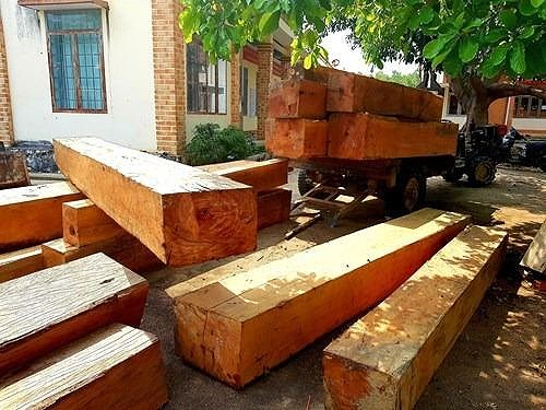 Gỗ rừng tại tiểu khu 702 bị l&acirc;m tặc chặt hạ tạm giữ tại UBND x&atilde; Cư B&ocirc;ng.