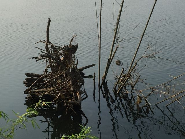 Những gốc c&acirc;y lớn bị tr&ocirc;i ra giữa d&ograve;ng s&ocirc;ng.