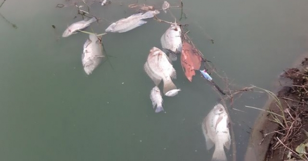 Đà Nẵng: Gần 2 km kênh đổi màu xanh bất thường và bốc mùi