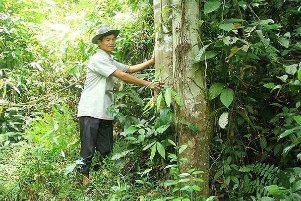 &Ocirc;ng Quang Văn Đ&ocirc;ng - Trưởng bản Hốc b&ecirc;n c&aacute;nh rừng cấm.