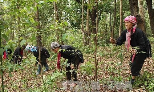 Bảo vệ rừng thiêng và ước mơ giản dị của trưởng bản