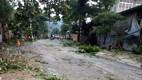 C&acirc;y cỗi ng&atilde; đổ khiến nhiều xe m&aacute;y, &ocirc; t&ocirc; bị c&agrave;nh c&acirc;y đ&egrave;