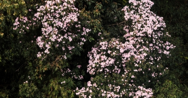 Quên lối về trong Lễ hội hoa đỗ quyên có một không hai tại Fansipan