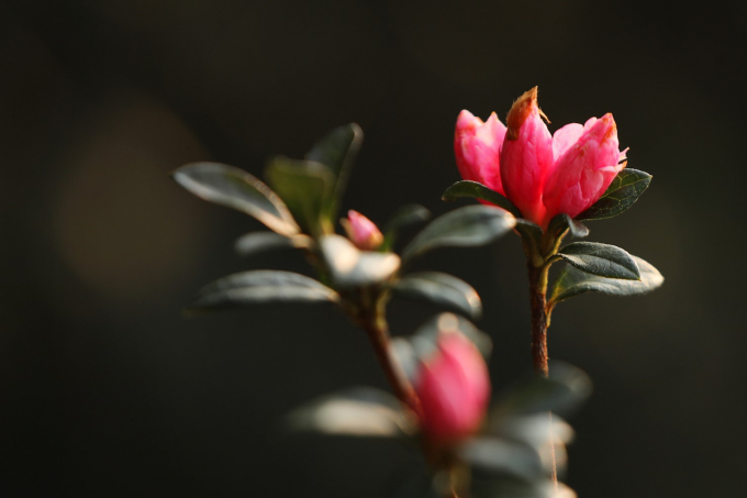 Qu&ecirc;n lối về trong Lễ hội hoa đỗ quy&ecirc;n c&oacute; một kh&ocirc;ng hai tại Fansipan