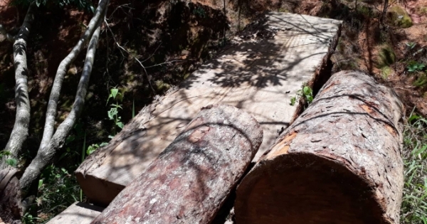 Lâm Đồng: Khởi tố vụ khai thác gỗ thông cổ thụ