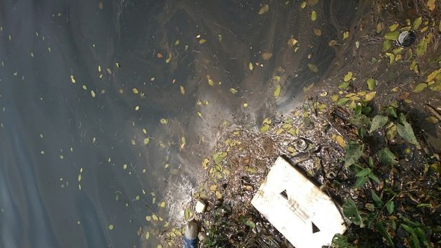 Cống xả khu vực quanh khu biệt thự Đảo Xanh xuất hiện m&agrave;u nước đen, c&oacute; v&aacute;ng bọt v&agrave;ng nổi tr&ecirc;n mặt nước bốc m&ugrave;i h&ocirc;i kh&oacute; chịu.