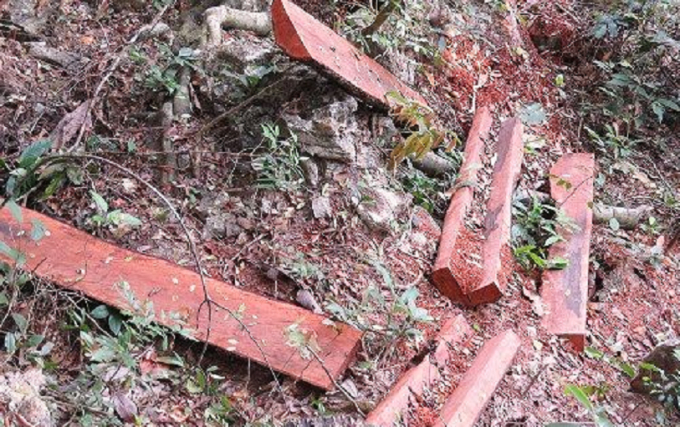 Mức phạt trong lĩnh vực l&acirc;m nghiệp c&oacute; thể l&ecirc;n đến 1 tỷ đồng (ảnh minh họa).