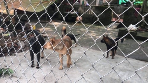 Chó dữ lại cắn chết trẻ em: Nỗi đau thảm thương từ sự chủ quan “thả rông”