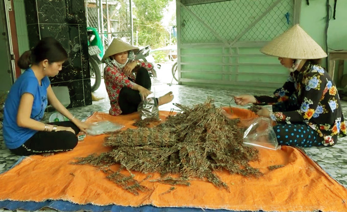 Nh&acirc;n c&ocirc;ng đ&oacute;ng g&oacute;i kh&ocirc; nh&aacute;i. Ảnh: M.A.