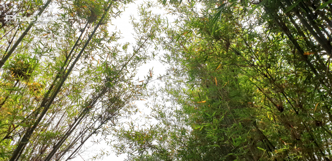 Người d&acirc;n Việt Nam c&oacute; lẽ đ&atilde; qu&aacute; quen thuộc với h&igrave;nh ảnh lũy tre l&agrave;ng ở mỗi l&agrave;ng qu&ecirc;. Tuy nhi&ecirc;n, kh&ocirc;ng phải tất cả mọi người đều biết rằng c&acirc;y tre nở hoa, thậm ch&iacute; l&agrave; ra quả. Ảnh Ch&iacute; Ki&ecirc;n.