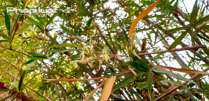 Tre l&agrave; t&ecirc;n gọi chung của nh&oacute;m thực vật trong bộ h&ograve;a thảo. Tr&ecirc;n thế giới c&oacute; khoảng 1.200 lo&agrave;i tre v&agrave; tất cả đều sở hữu tốc độ sinh trưởng v&agrave;o h&agrave;ng nhanh nhất trong số c&aacute;c lo&agrave;i thực vật th&acirc;n gỗ. Ảnh Ch&iacute; Ki&ecirc;n