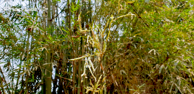 Tuy ph&aacute;t triển nhanh l&agrave; thế, tre lại chỉ nở hoa một lần trong giai đoạn từ 60 - 100 năm - qu&atilde;ng thời gian bằng cả một đời người. Ảnh Ch&iacute; Ki&ecirc;n