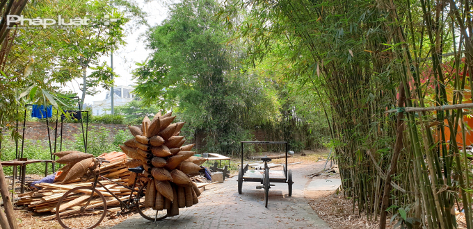 &nbsp;Hoa tre thường nở th&agrave;nh ch&ugrave;m, c&oacute; m&agrave;u v&agrave;ng nhạt. Dẫu vậy, m&agrave;u sắc của hoa tre sẽ thay đổi t&ugrave;y theo từng lo&agrave;i. Hoa tre kết quả, tạo th&agrave;nh quả tre - c&ograve;n gọi l&agrave;
