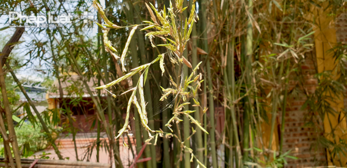 Nguy&ecirc;n nh&acirc;n của hiện tượng n&agrave;y vẫn chưa c&oacute; lời giải nhưng c&oacute; giả thuyết cho rằng qu&aacute; tr&igrave;nh ra hoa khiến tre phải ti&ecirc;u tốn một lượng năng lượng khổng lồ, khiến c&acirc;y kh&ocirc;ng thể tiếp tục sinh tồn sau khi trổ hoa.&nbsp;Chưa dừng lại ở đ&oacute;, bạn c&oacute; hay - tất cả những c&acirc;y trong c&ugrave;ng một cụm tre sẽ trổ hoa v&agrave;o c&ugrave;ng một thời điểm. Hiện tượng n&agrave;y c&ograve;n c&oacute; t&ecirc;n gọi l&agrave; trổ hoa theo bầy. Ảnh Ch&iacute; Ki&ecirc;n