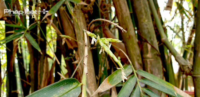 Qu&yacute; hiếm l&agrave; vậy nhưng hiện tượng tre nở hoa lại được xem l&agrave; điềm gở tại một số quốc gia điển h&igrave;nh l&agrave; Ấn Độ. L&yacute; do l&agrave; bởi khi hoa tre nở thu h&uacute;t rất nhiều lo&agrave;i gặm nhấm, điển h&igrave;nh l&agrave; lo&agrave;i chuột. &nbsp;Ch&iacute;nh v&igrave; vậy, hoa tre xuất hiện sẽ khiến chuột sinh s&ocirc;i nảy nở một c&aacute;ch ch&oacute;ng mặt. Sau khi ăn hết gốc tre, ch&uacute;ng sẽ tấn c&ocirc;ng sang c&aacute;c loại c&acirc;y kh&aacute;c. Do đ&oacute;, tại một số v&ugrave;ng, hoa tre nở thường k&eacute;o theo nạn đ&oacute;i, bệnh dịch. Ảnh Ch&iacute; Ki&ecirc;n