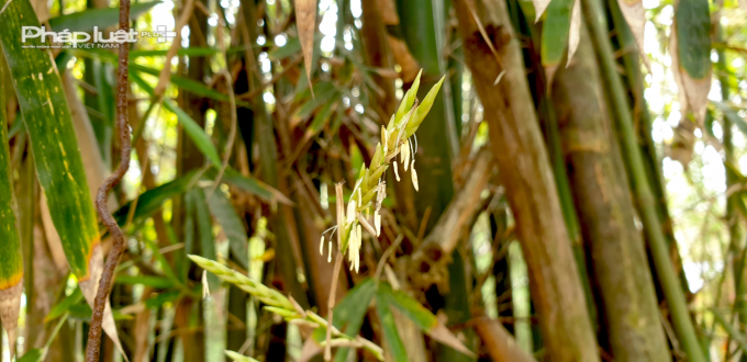 Những b&ocirc;ng hoa tre n&agrave;y thật hiếm gặp, kh&ocirc;ng phải ai cũng một lần trong đời được chi&ecirc;m ngưỡng.&nbsp;